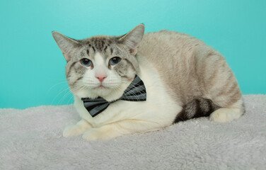 grey and white cat wearing a bow tie