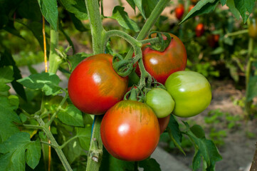 delicious and red tomatoes natural
