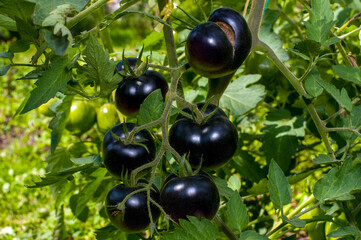 black delicious tomatoes in the private sector