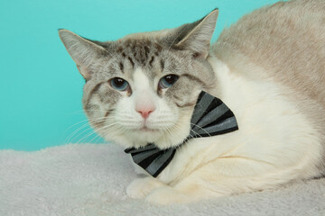 grey and white cat wearing a bow tie close up portrait