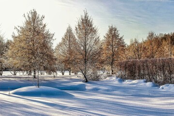 snow covered trees