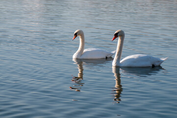 white swans group on the lake swim well under the bright sun