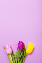 tulips on color paper background