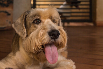 portrait of a under dog