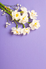 white narcissus on violet background