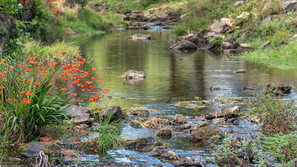 Rocky river with flowers on the shore