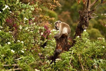 Portrait of a cute monkey in the jungle, close up. Monkeys in the tea plantations of Sri Lanka