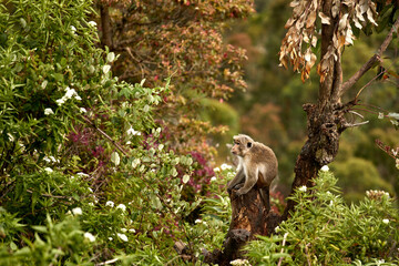 Portrait of a cute monkey in the jungle, close up. Monkeys in the tea plantations of Sri Lanka
