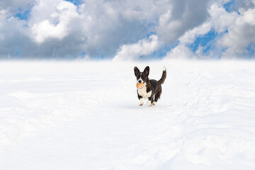 Welsh corgi Pembroke. A thoroughbred dog with a toy. Pets. Copy space