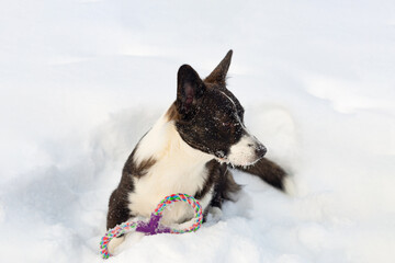 Welsh Corgi Pembroke. Thoroughbred dog in the snow with a toy. Close-up. Animal themes