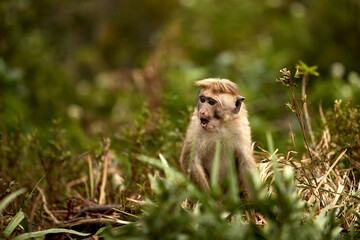 Naklejka na ściany i meble Portrait of a cute monkey in the jungle, close up. Monkeys in the tea plantations of Sri Lanka