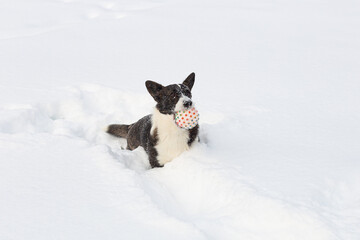 Welsh Corgi Pembroke. Thoroughbred dog in the snow with a toy. Pets. Space for copying