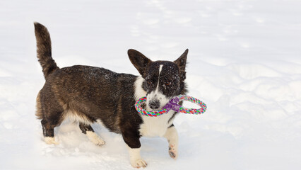 Welsh Corgi Pembroke. Thoroughbred dog in the snow with a toy. Close-up. Animal themes