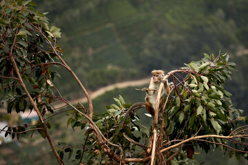 Portrait of a cute monkey in the jungle, close up. Monkeys in the tea plantations of Sri Lanka