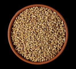 Wheat kernels, grain pile in clay pot isolated on black 