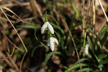 warm outside the first spring white flowers growing in a field 