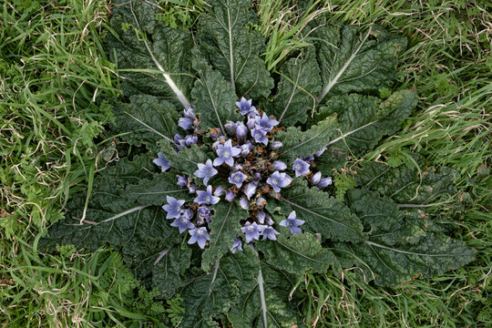 Close up photo of purple mandrake plant in mountain.  Toxic plant. 