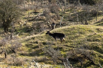 deer in the wild national park