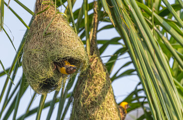A weaver birds colony on tree