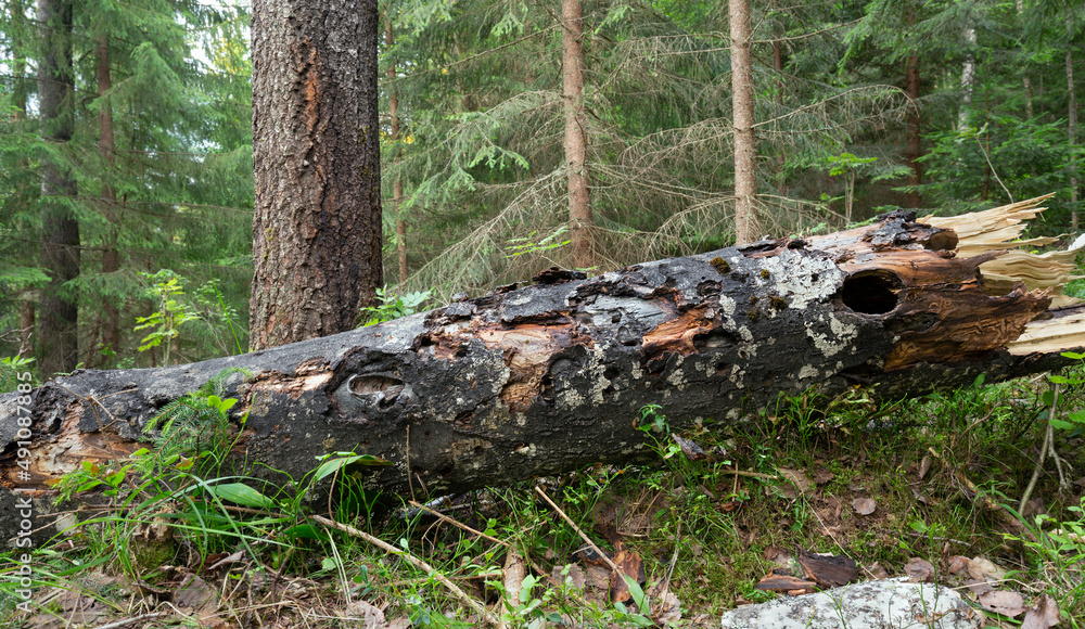 Poster fallen european aspen, populus tremula tree damaged by insects in mixed untouched natural forest in 