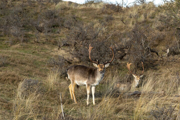 Naklejka na ściany i meble deer in the wild national park