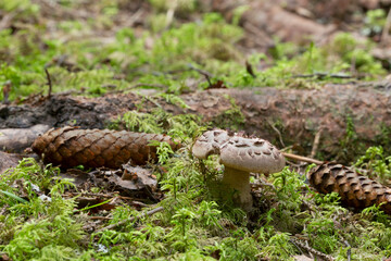 Scaly hedgehog, Sarcodon imbricatus growing in coniferous environment