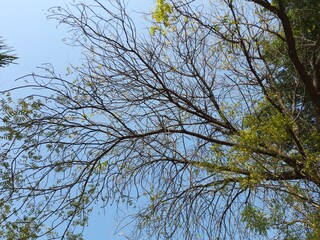 branches against sky