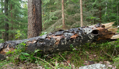 Fallen european aspen, Populus tremula tree damaged by insects in mixed untouched natural forest in...