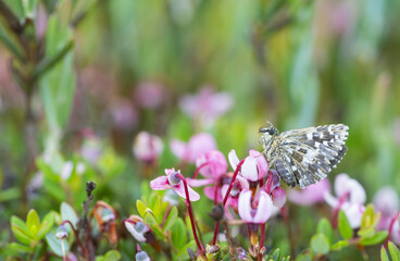 Northern grizzled skipper, Pyrgus centaureae resting on cranberry flowers