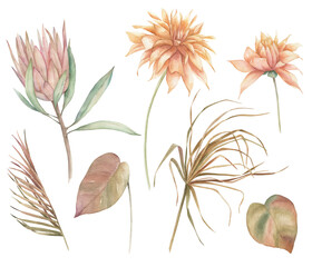 Watercolor protea, dahlia,  palm leaves  set. Exotic flower.  Hand drawn illustration