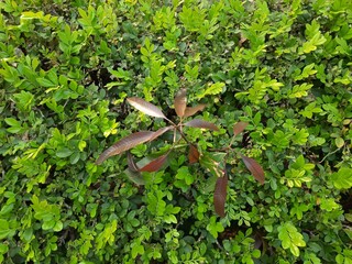 green leaves in the garden
