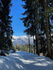 Zwischen den Bäumen im schneebedeckten Wald des Söllerecks in Oberstdorf fällt der Blick auf Berggipfel. 