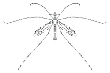 Daddy longlegs, crane fly - black and white vector illustration.