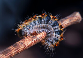 Macro close up of a processionary caterpillar (oruga procesionaria, thaumetopoea pityocampa).