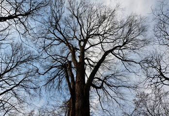 tied main branches in the crown of the elm. the arborist tied the old and fragile branches together with a synthetic rope. items made of wooden blocks protect the bark from bruises. tested and secured