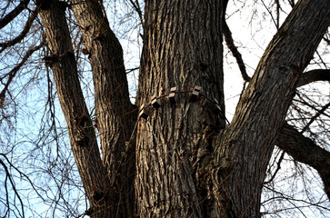 tied main branches in the crown of the elm. the arborist tied the old and fragile branches together with a synthetic rope. items made of wooden blocks protect the bark from bruises. tested and secured