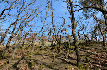 arid communities of rocky slopes and sparse deciduous forests formed by oaks and hornbeams....