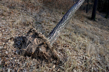 uprooted tree in the forest stuck in another's crown. felling trees broken and uprooted with roots...