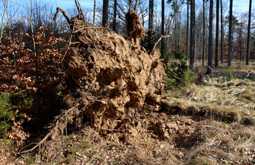 Fototapeta premium uprooted tree in the forest stuck in another's crown. felling trees broken and uprooted with roots is a highly dangerous job for lumberjacks. the worker may be injured or killed