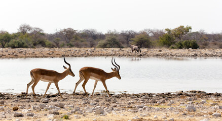 Naklejka na ściany i meble View of two African antelopes