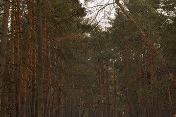 Pine forest in a light haze
