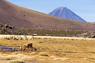 View of llama into andes landscape