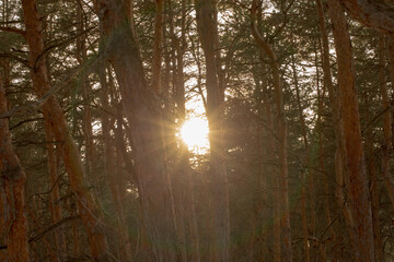 The sun shines through the pines