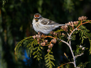 Common Redpoll sitting on evergreen tree in winter on Green background