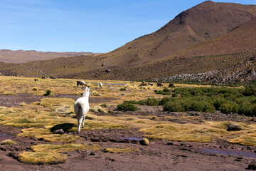 View of llama into andes landscape