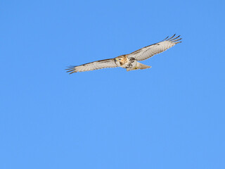 Red-Tailed Hawk in Flight  in Winter on Blue Sky