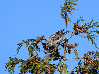 Common Redpoll feeding on evergreen tree in winter on blue sky