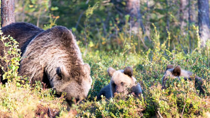 View of brown bear with cubs during summer © mauriziobiso