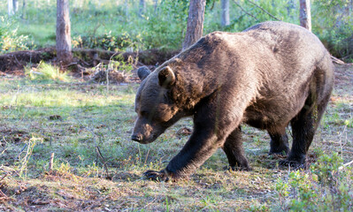 View of brown bear during summer