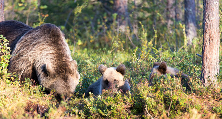 Fototapeta premium View of brown bear with cubs during summer